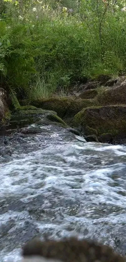 Tranquil stream flowing through lush greenery, perfect for a calming mobile wallpaper.