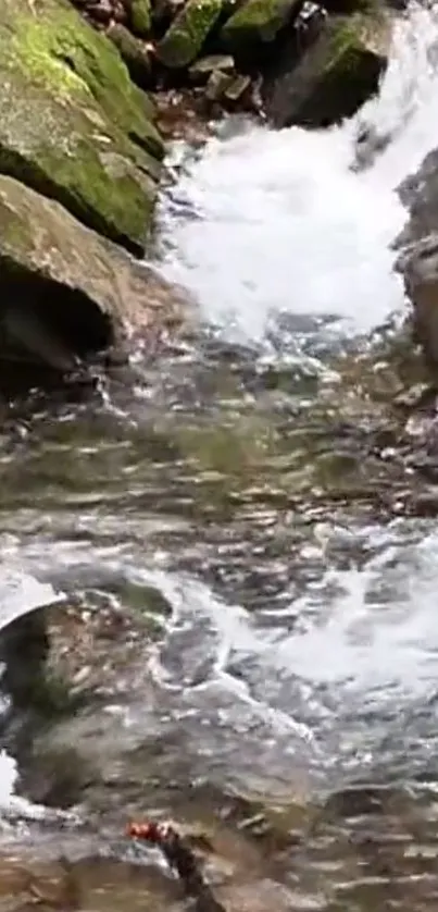 Tranquil stream flowing over mossy rocks in a serene natural setting.