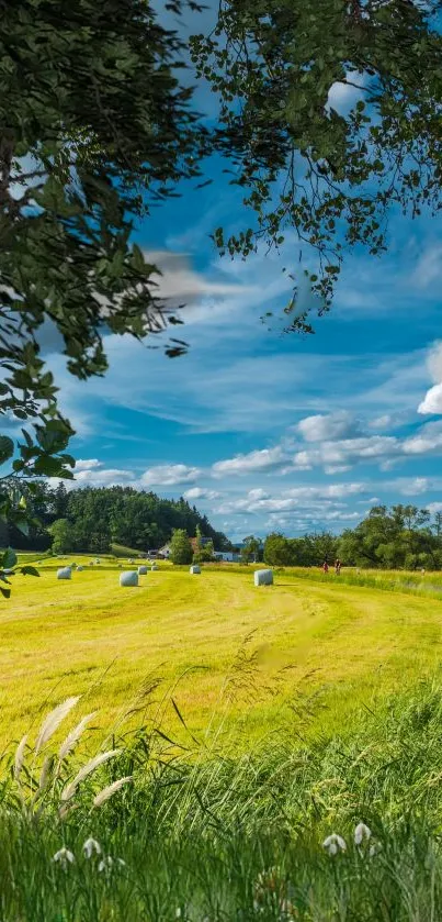 Serene summer field with green grass and blue sky.