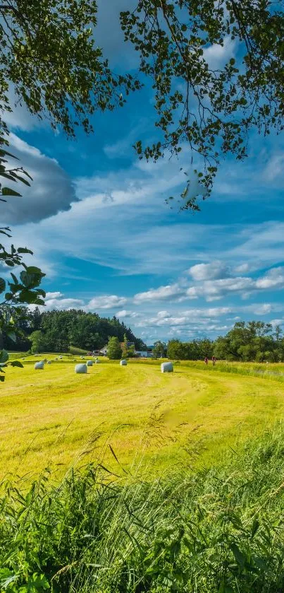 Vibrant green field with blue sky mobile wallpaper.