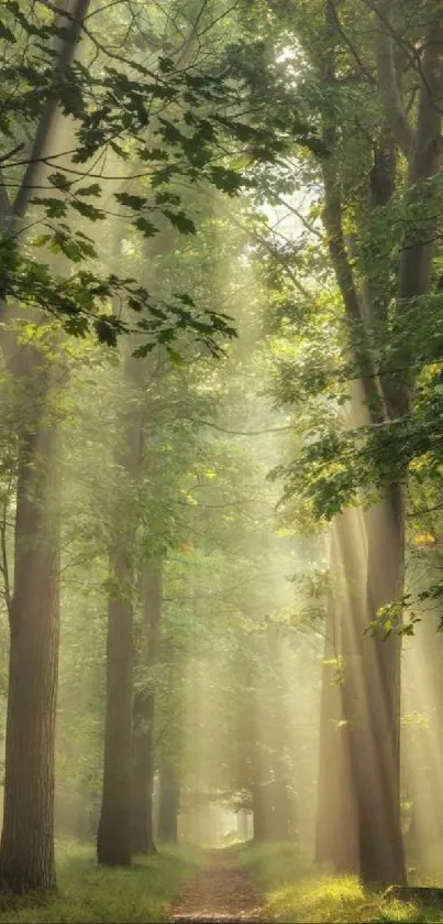 Sunlit forest path with lush green foliage and tranquil ambiance.