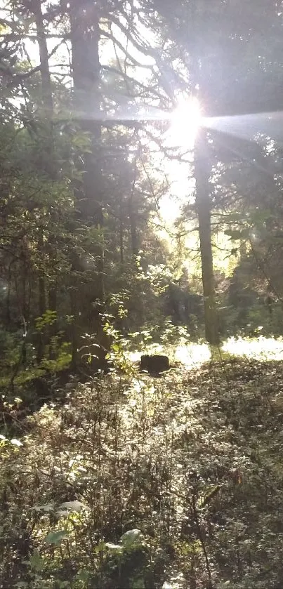 Sunlit forest path with lush greenery and serene atmosphere.