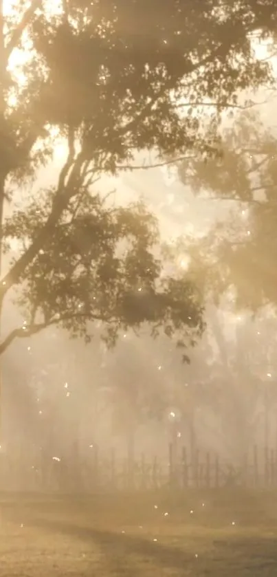 Sunlit forest scene with light rays through trees.