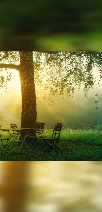 Sunrise in a tranquil forest, with chairs and a table beneath trees.