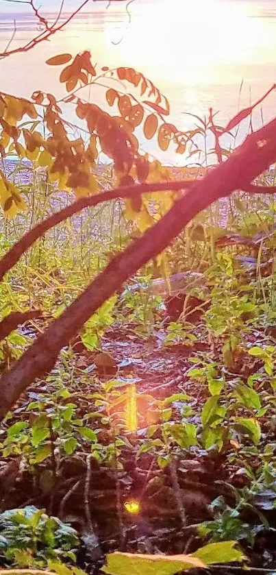 Sunrise through leafy trees by the water's edge, with lush green foliage.