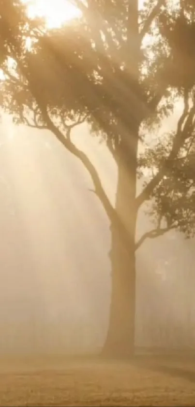 Silhouetted tree against a golden sunset with warm sunlight rays filtering through.