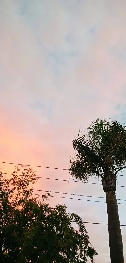 Serene sunset with palm tree silhouette under pastel sky.