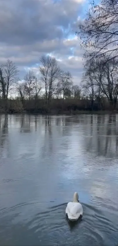 A serene lake scene with a lone swan gliding gracefully over calm waters.