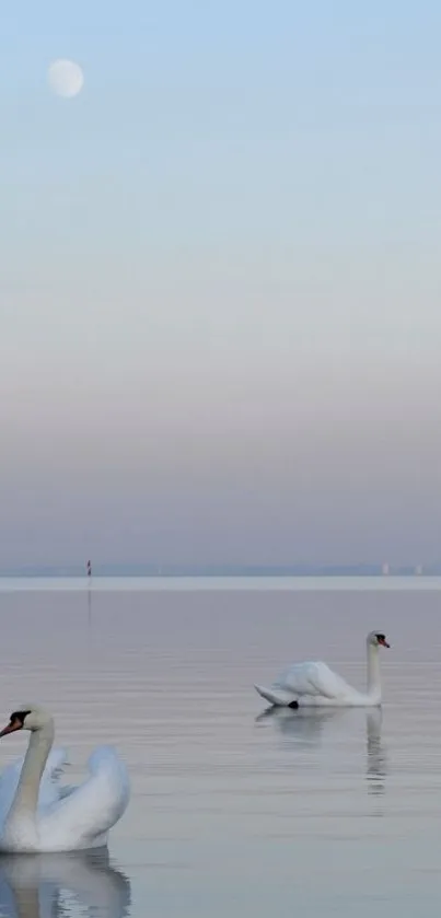 Tranquil lake with swans under moonlit sky.