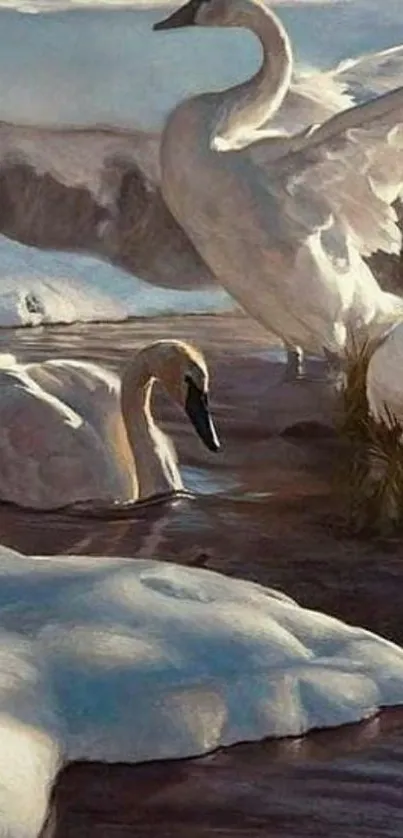 Swans gracefully swimming in a serene winter stream.