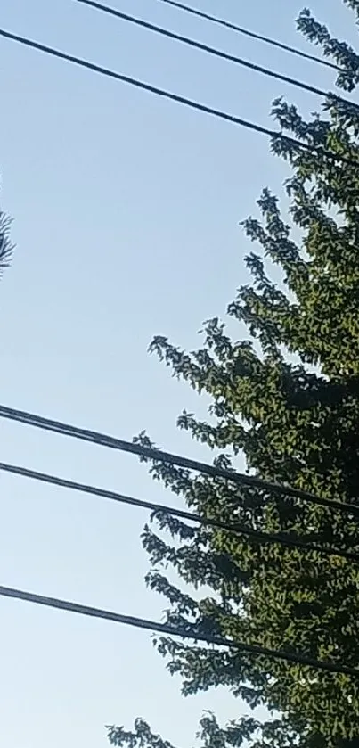 Wallpaper of lush green trees against a clear blue sky with power lines.