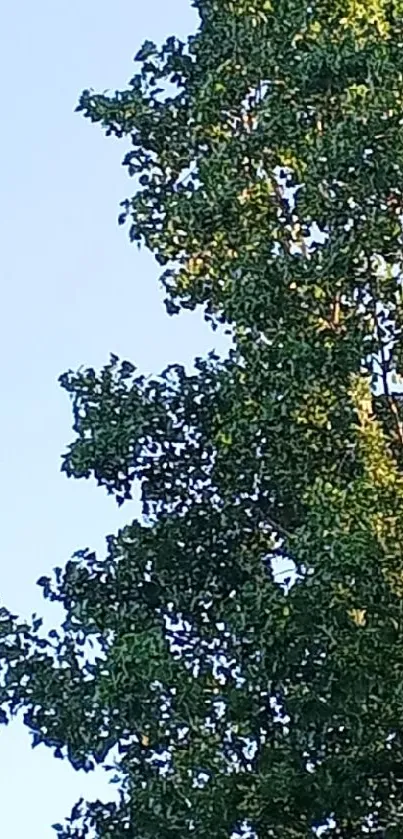 Green tree against a clear blue sky background.