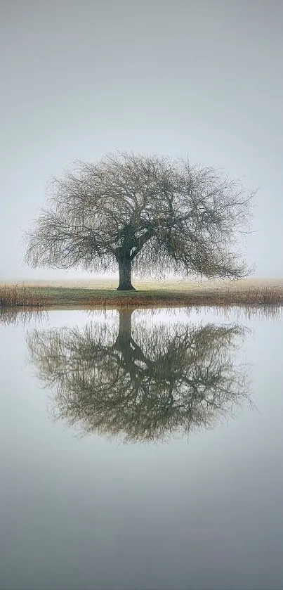 Calm reflective tree over still waters, surrounded by mist.