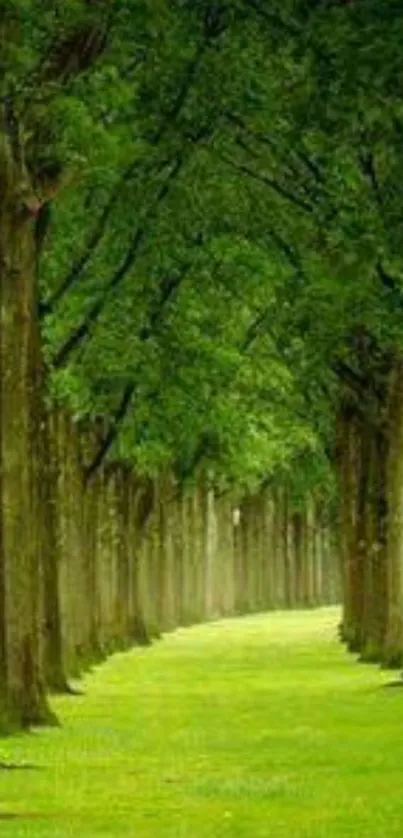 Lush green tree tunnel with serene atmosphere.