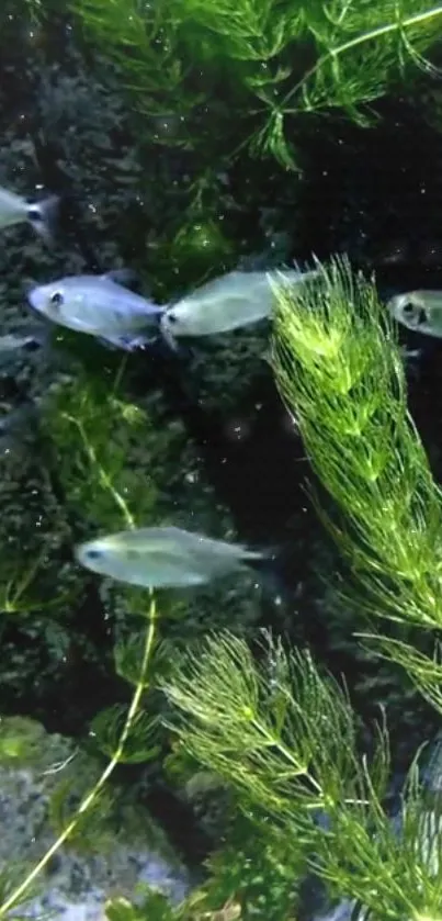 Tranquil underwater scene with fish swimming and green plants.