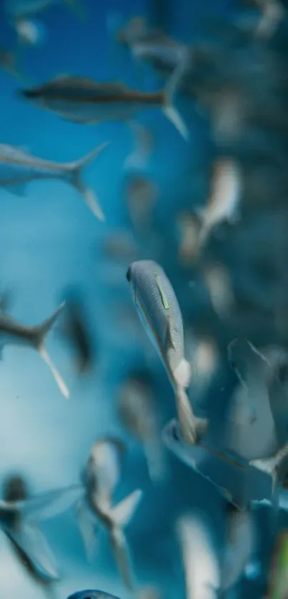 Serene underwater scene with swimming fish in blue tones.