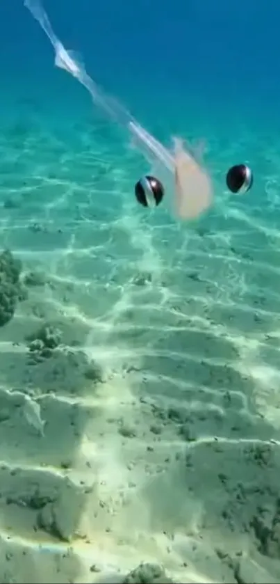 Jellyfish gracefully floats over a sandy ocean floor, illuminated by sunlight.