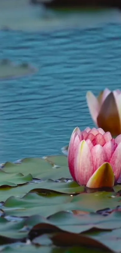 Serene mobile wallpaper with pink water lily on pond.