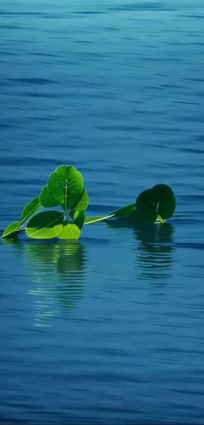 Green leaves floating on calm blue water.