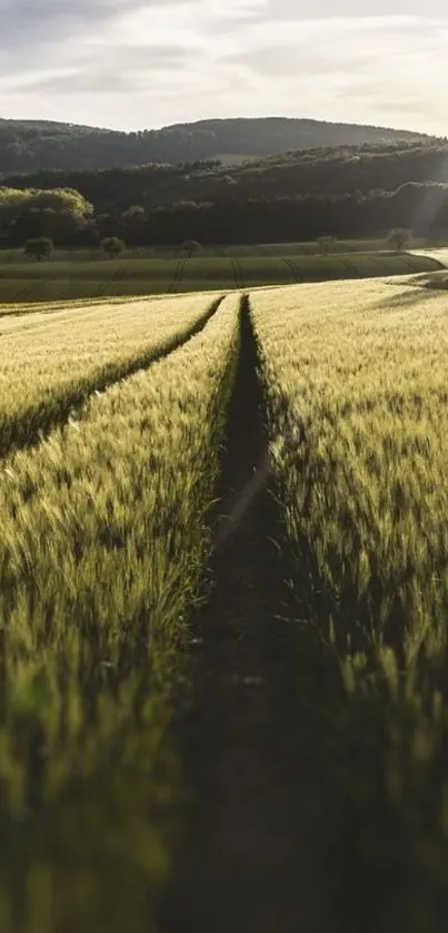 Wheat field with hills under a cloudy sky, creating a serene landscape.