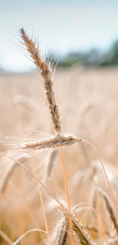 Close-up of golden wheat in a tranquil field with a blue sky.