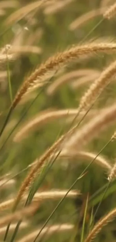 Tranquil beige wheat field mobile wallpaper with soothing hues.