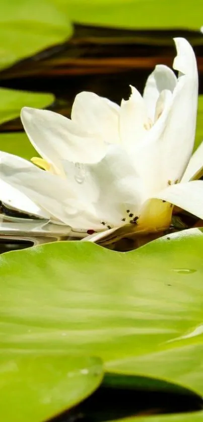 White lotus and green lily pads in serene mobile wallpaper.