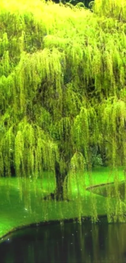 A serene scene featuring a lush willow tree by a calm reflecting pond.