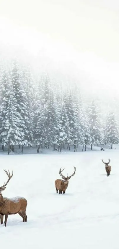 Snow-covered landscape with deer and pine trees in winter.