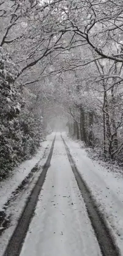 Snow-covered forest path with overhanging branches in winter.