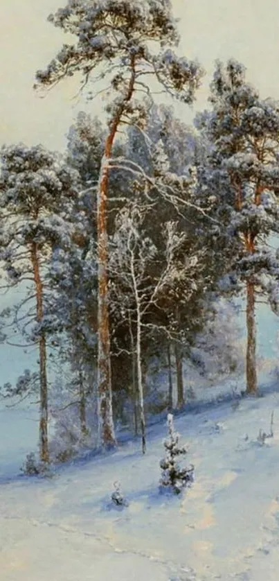 Snow-covered pine trees in a tranquil winter forest under a blue sky.