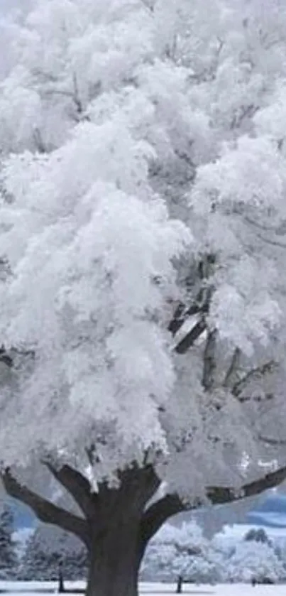 Serene winter scene with snow-covered tree.