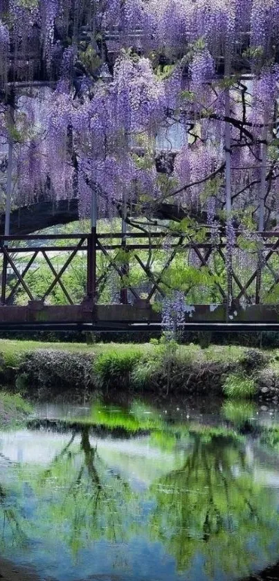 Wisteria-covered bridge reflecting in a tranquil pond.