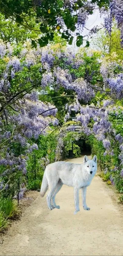 White wolf in a lush garden under purple wisteria arches.