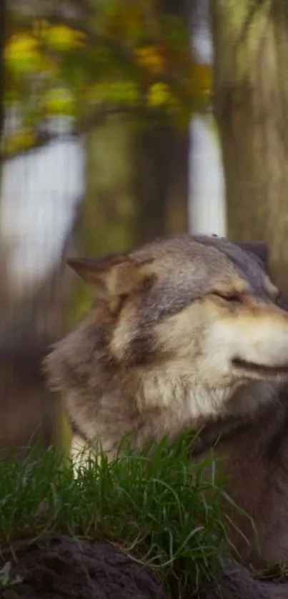 Peaceful wolf resting in lush forest.