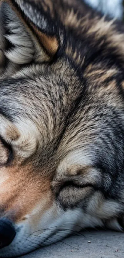 Peaceful sleeping wolf in natural setting.