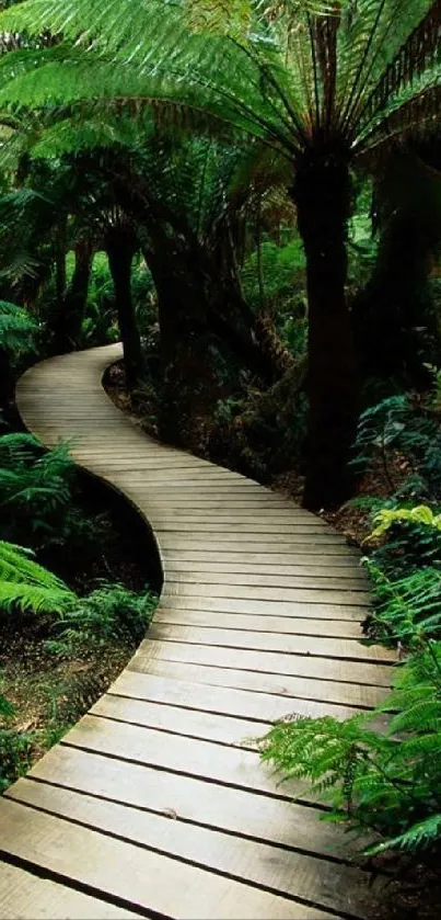 Winding wooden pathway through lush green forest ferns.