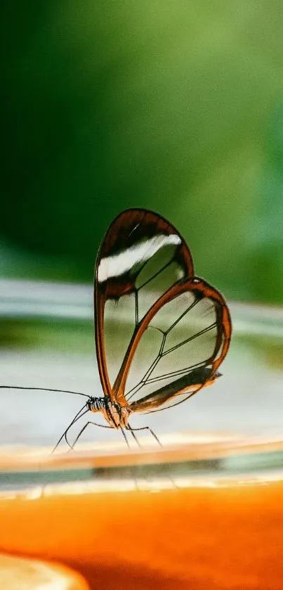 A glasswing butterfly with transparent wings on a vibrant green background.