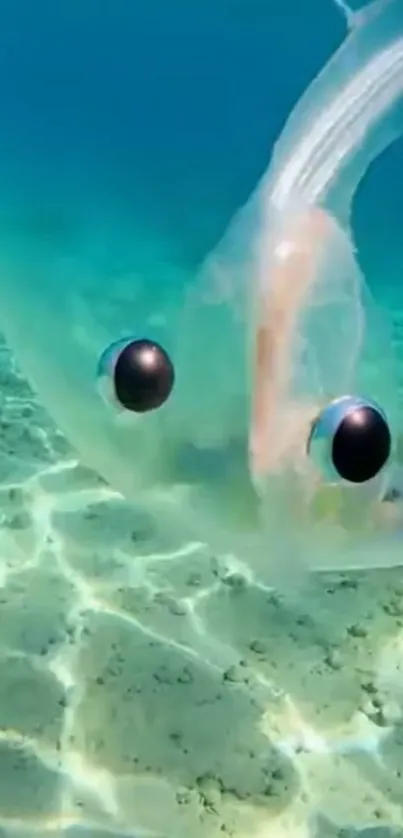 A translucent fish swims gracefully in clear turquoise water.