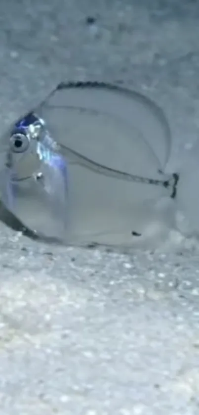 Transparent fish on sandy ocean floor, serene and ethereal.