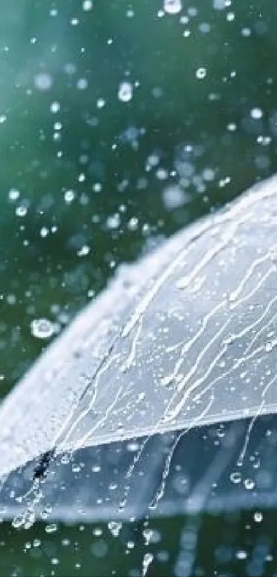 Transparent umbrella amidst raindrops in a serene outdoor setting.