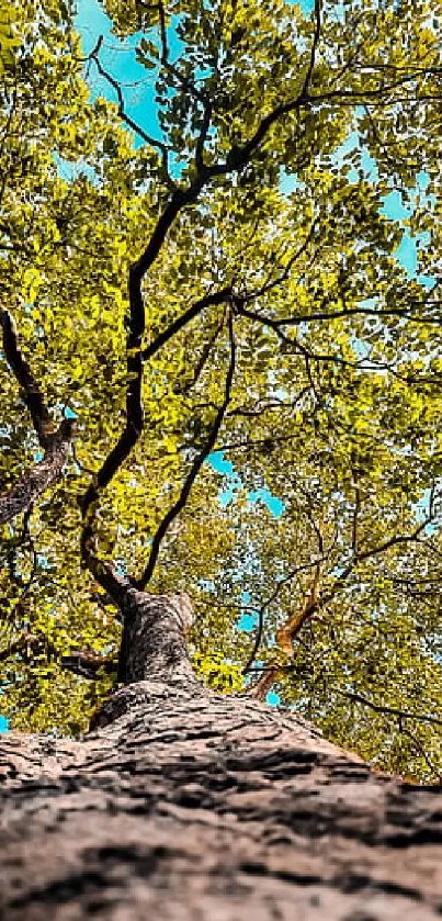 Upward view of a tree canopy against blue sky.