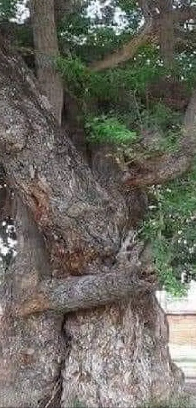 Intertwined trees embracing in an urban setting with lush green leaves.