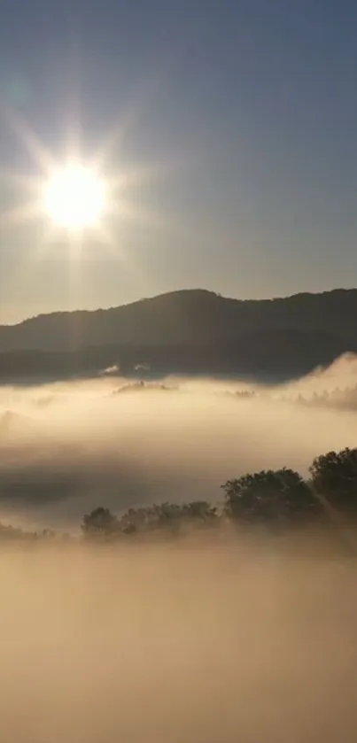 Tree Fog Sky Live Wallpaper