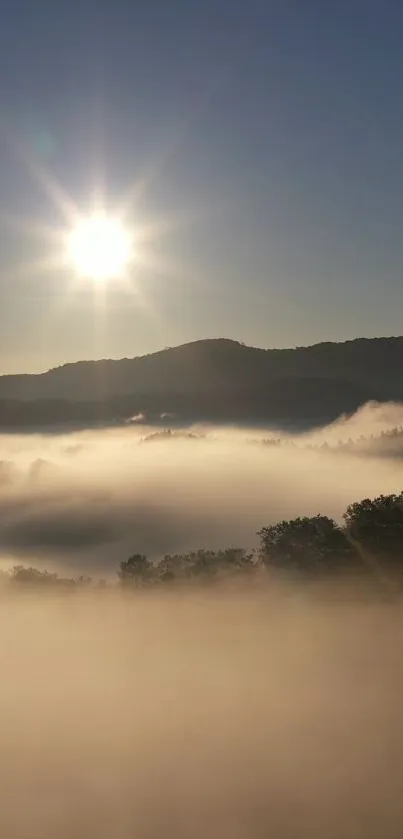Tree Fog Sky Live Wallpaper
