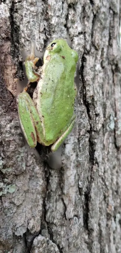 Tree Frog Adventure Wallpaper - free download