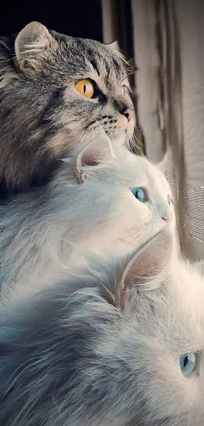 Three fluffy cats gaze thoughtfully out a window, creating a serene scene.