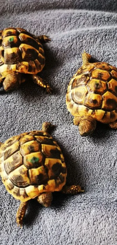 Three turtles resting on soft gray fabric.