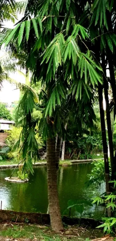 Serene tropical bamboo forest pond wallpaper.