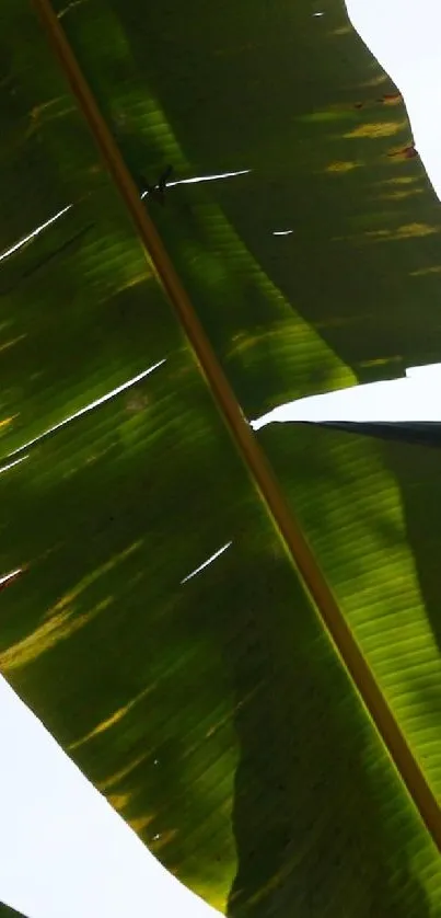 Close-up of a tropical banana leaf with sunlight filtering through.